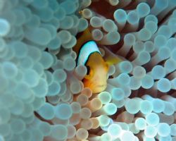 I know, another another Anemonefish! Red and Black juveni... by Tom Blackburn 